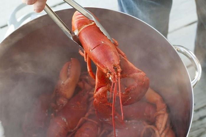 Switzerland Outlaws Boiling Lobsters, Aborting Babies Okay